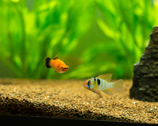 Ein Platy begegnet einem anderen Fisch in einem Aquarium