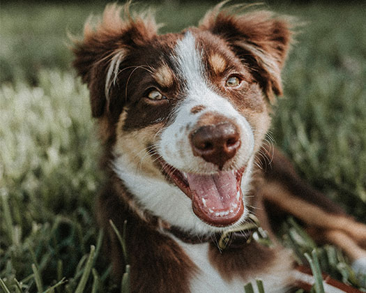 Hund auf Wiese