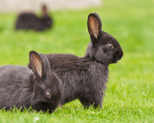 Zwei dunkelbraune Hasen auf grünem Rasen