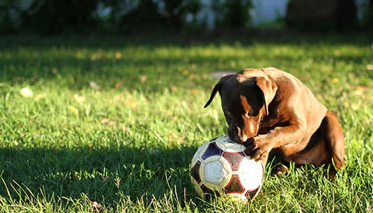 Hund mit einem Fußball im Rasen im Rahmen des Hunde-Ratgebers