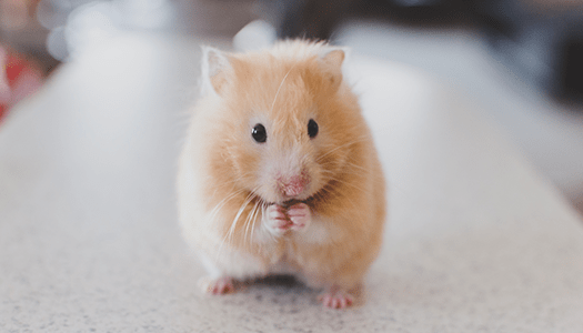Kleiner Goldhamster auf einem Tisch